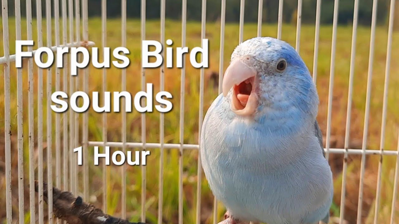 bird sound 1 hour My bird forpus parrot singing morning bird song #parrotsound #forpus #birdsounds