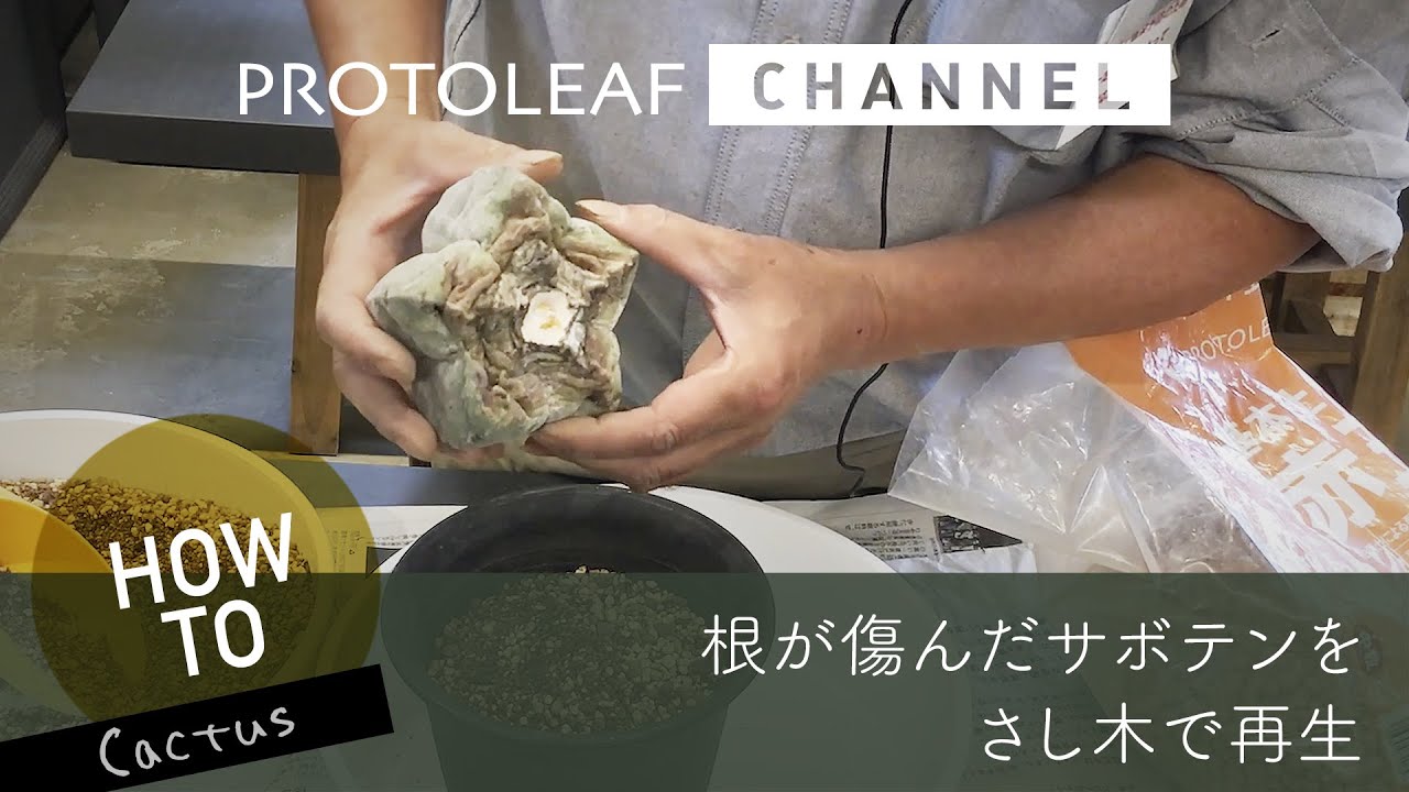【ランポー玉ストロンギロゴナム】根が傷んでいるサボテンの挿し木による再生方法 #01