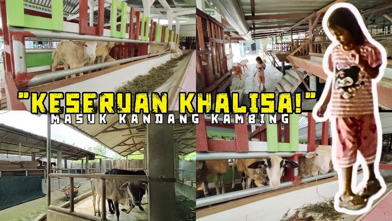 Khalisa ke Kandang Kambing & Lembu di Marindal | Suasana Peternakan Siang Hari