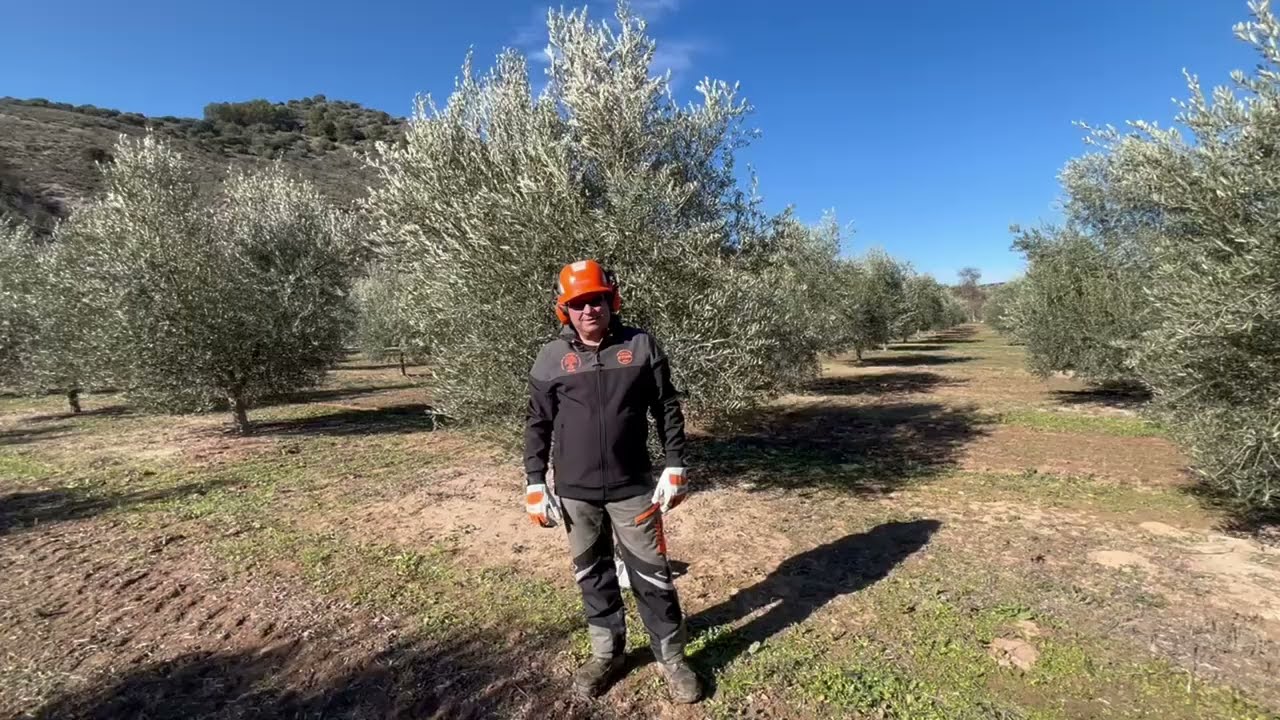 PODA OLIVO JAEN VIDEO 44 BIS