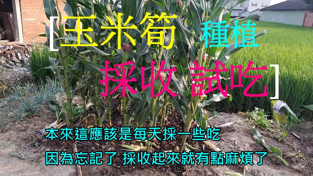 [玉米筍種植]03 玉米筍採收與試吃 從播種至採收約50天 惟前半段在[家庭種植技巧13] 有興趣 片尾可點選看...