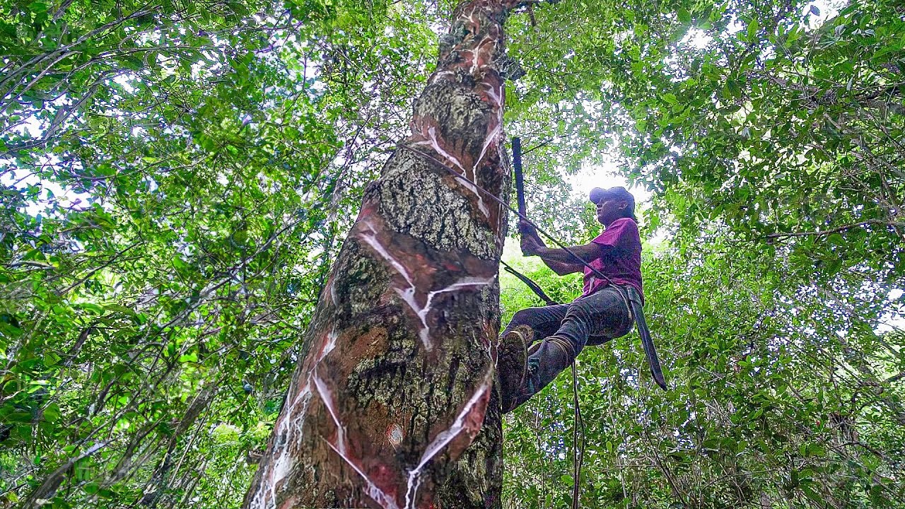 How they Still Harvest and Produce one of Humanity’s Oldest Chewing Gums
