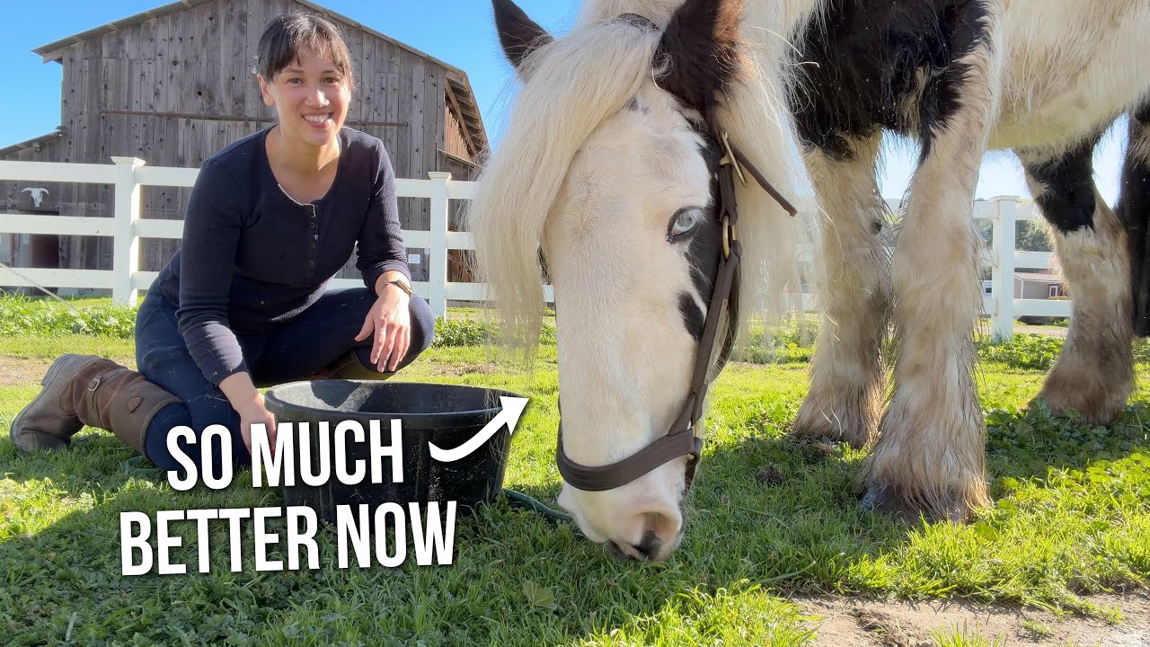 My Draft Horse Thrived After I Quit This Feeding Habit
