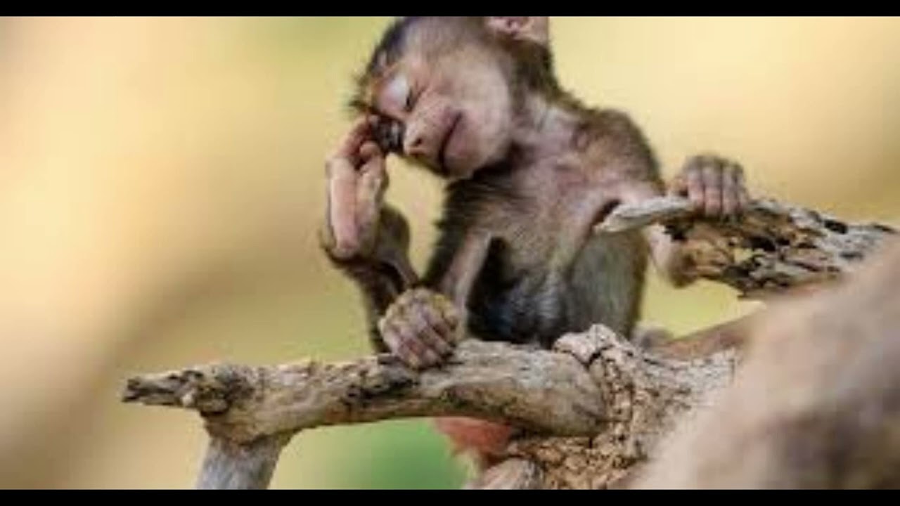 Prank Callz -Gumede weMfene