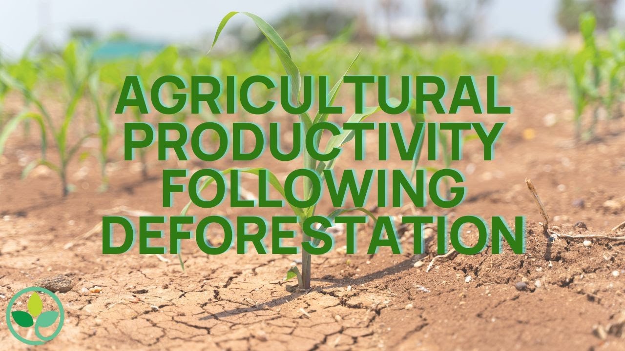 Agricultural Productivity Following Deforestation