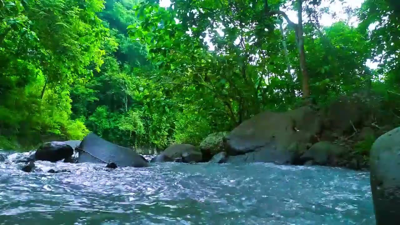 Gentle Stream in the Woods – Nature River Sounds for Relaxation