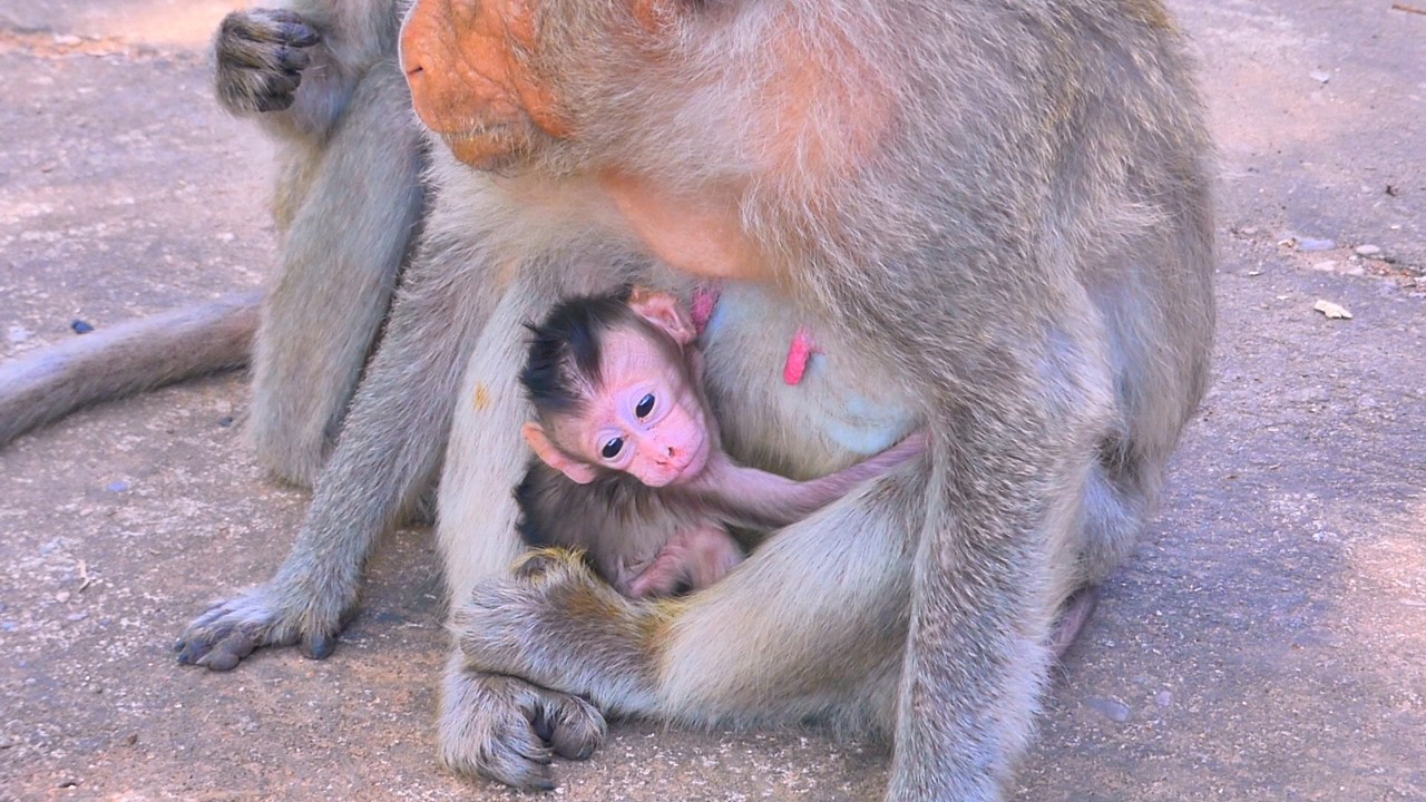 First Cold Morning: Baby Monkey Burrows Deep Into Mother&rsquo;s Fur For Constant Heat