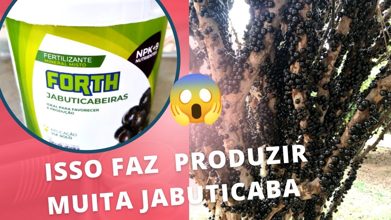 ✅ Esse é o melhor FERTILIZANTE  pra  a sua JABUTICABA - EXPLOSÃO DE FRUTOS!