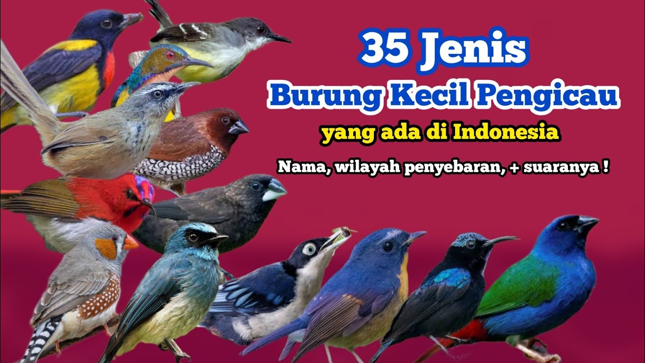 35 Jenis Burung Kecil di Indonesia ‼️ burung kicau kecil, penyebarannya, dan suaranya