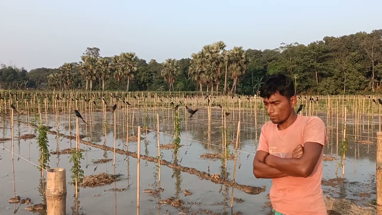 করল্লা খেতে কিভাবে সেচ দেয় কৃষক #villagelife #farming 