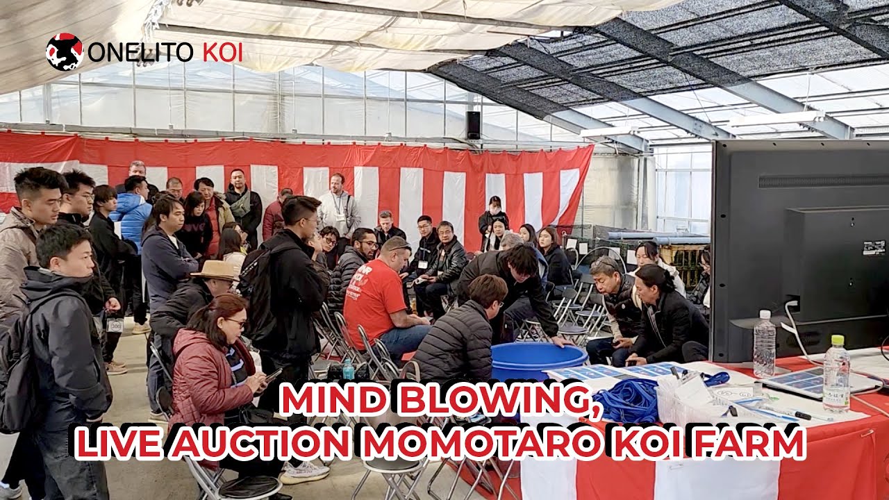MIND BLOWING, Live Auction Momotaro Koi Farm