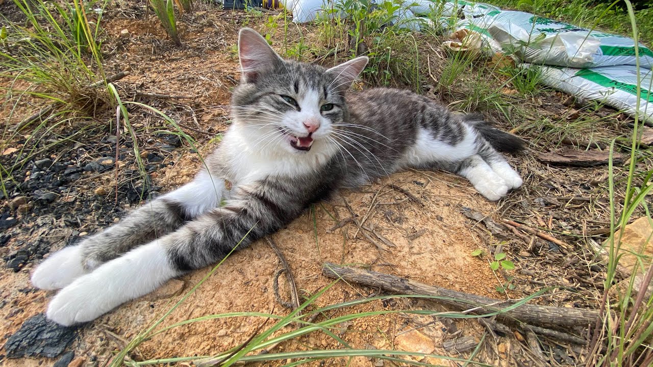 Moringa May 2024 Update! Stonehaven Food Forest Glampground / Eastern Tennesse