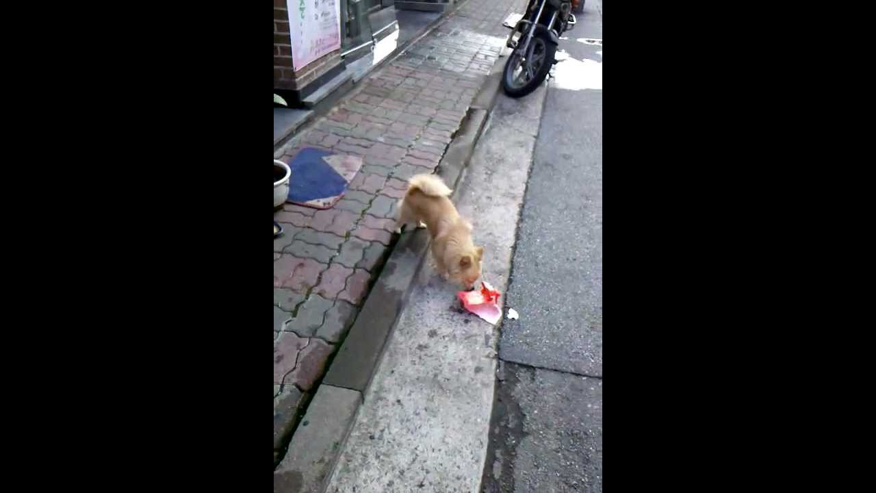 그래서 이쁜이와 잠순 그리고 별이... 이렇게 삼파전!