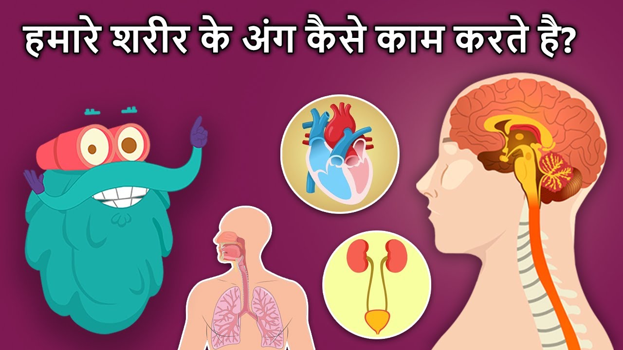 हमारे शरीर के अंग कैसे काम करते है | How Human Body Parts Works In Hindi | Binocs Ki Duniya