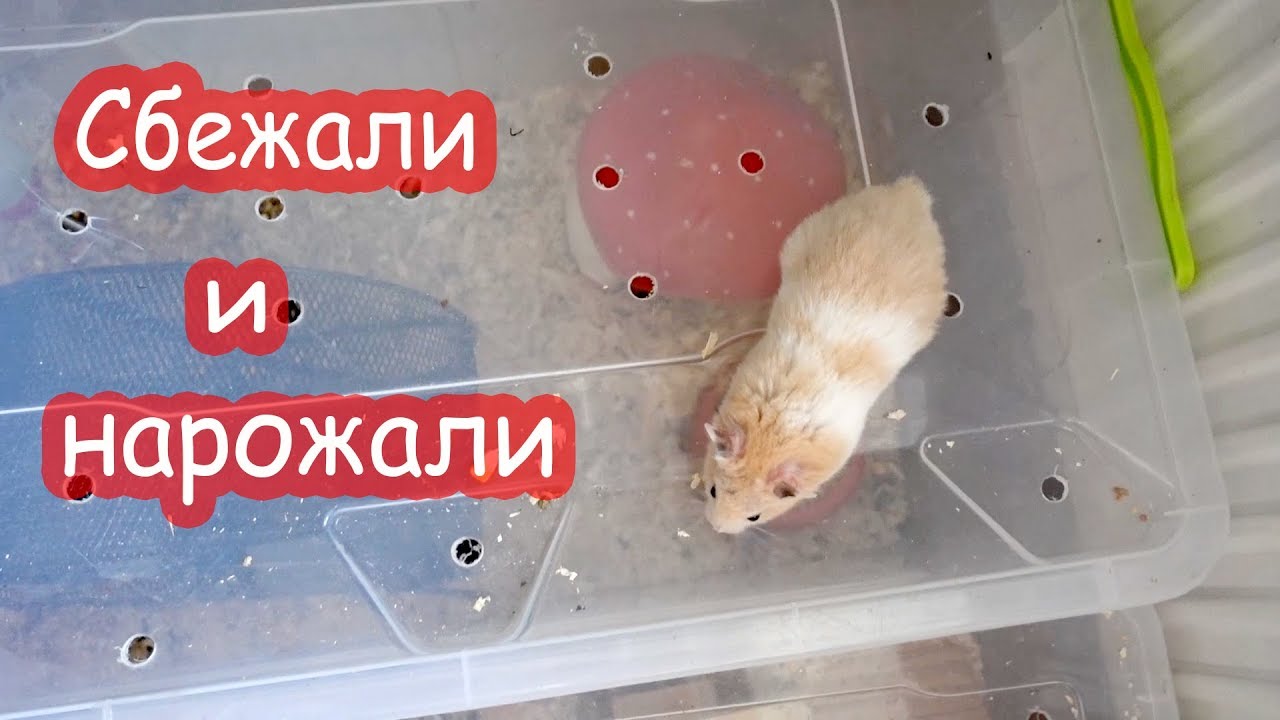 Пока нас не было, хомяки...
