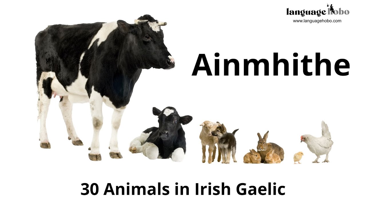 Animals in Irish Gaelic / Gaeilge - Learn 30 Animal Names in Irish Gaelic
