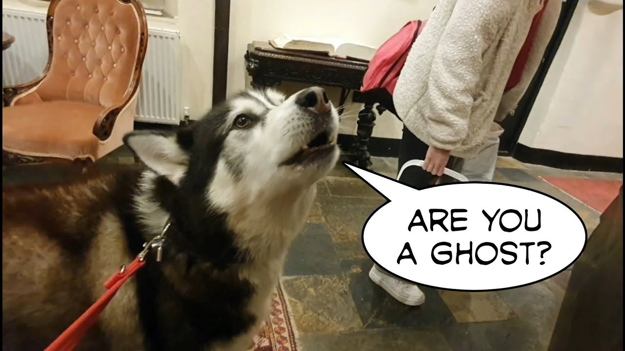 Dog searches for ghosts in a haunted hotel | Orb caught on camera at The Jamaica Inn