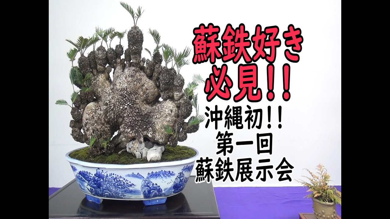第一回蘇鉄盆栽展示会 BONSAI WROLD[151]