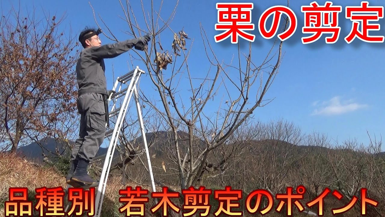 栗の剪定【若木の剪定のポイント】
