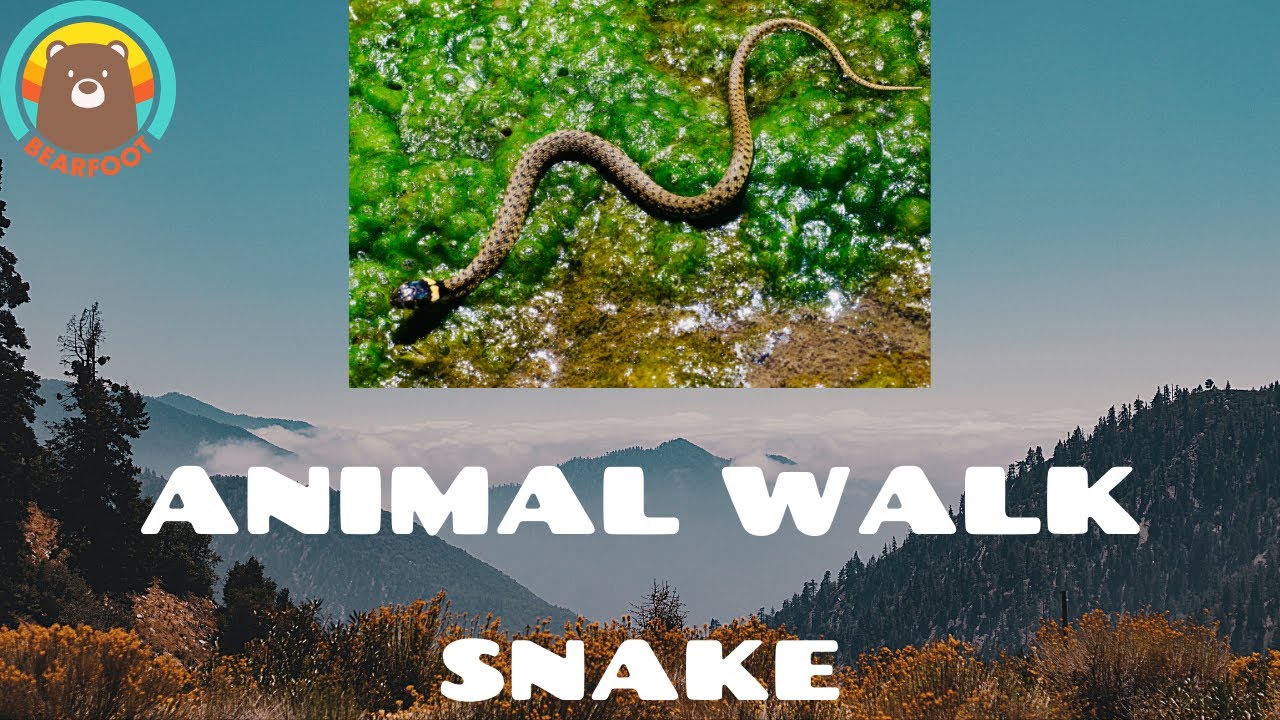 Animal Walks - Snake Crawl