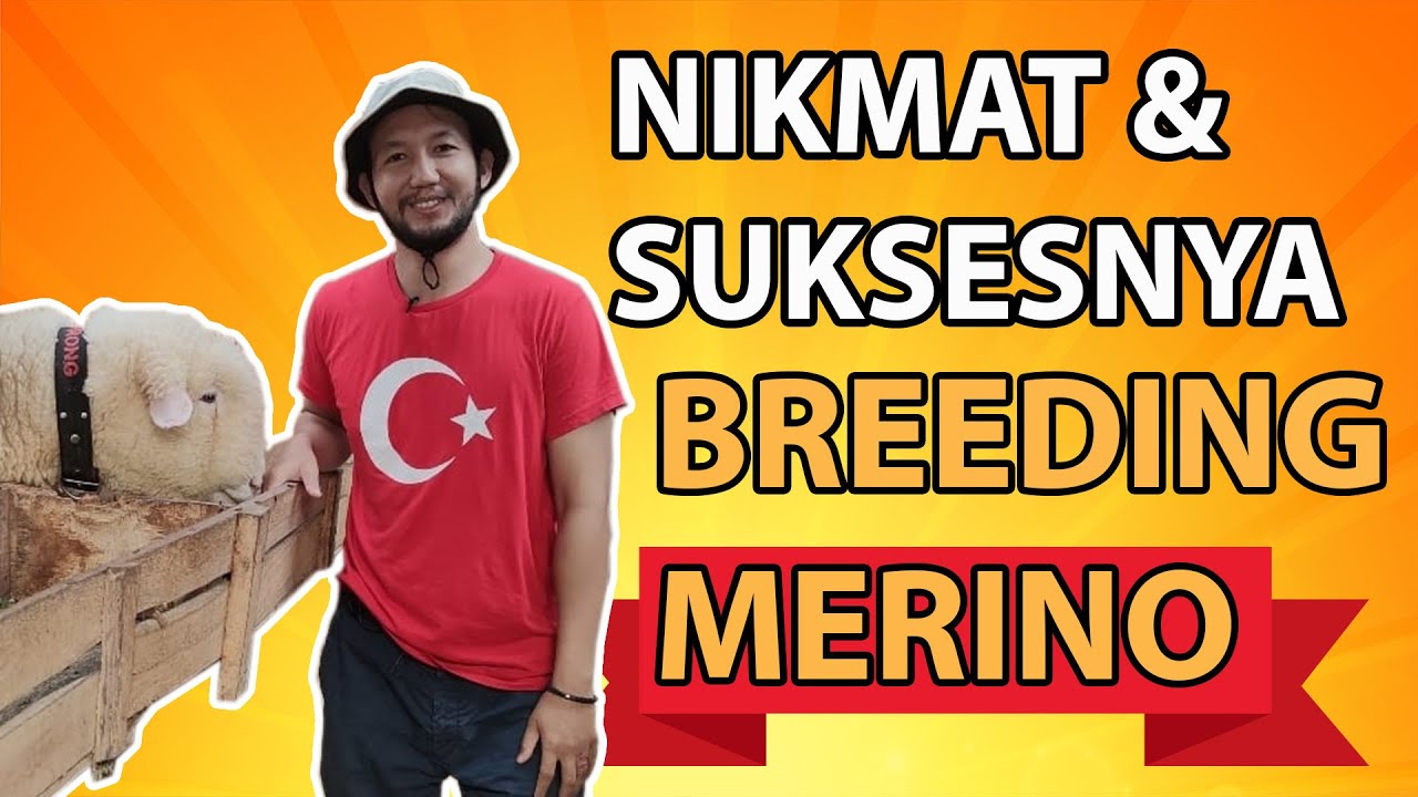 Mengenal, Nikmat & Suksesnya Breeding Domba Merino (Domba asal Spain & Ausie)
