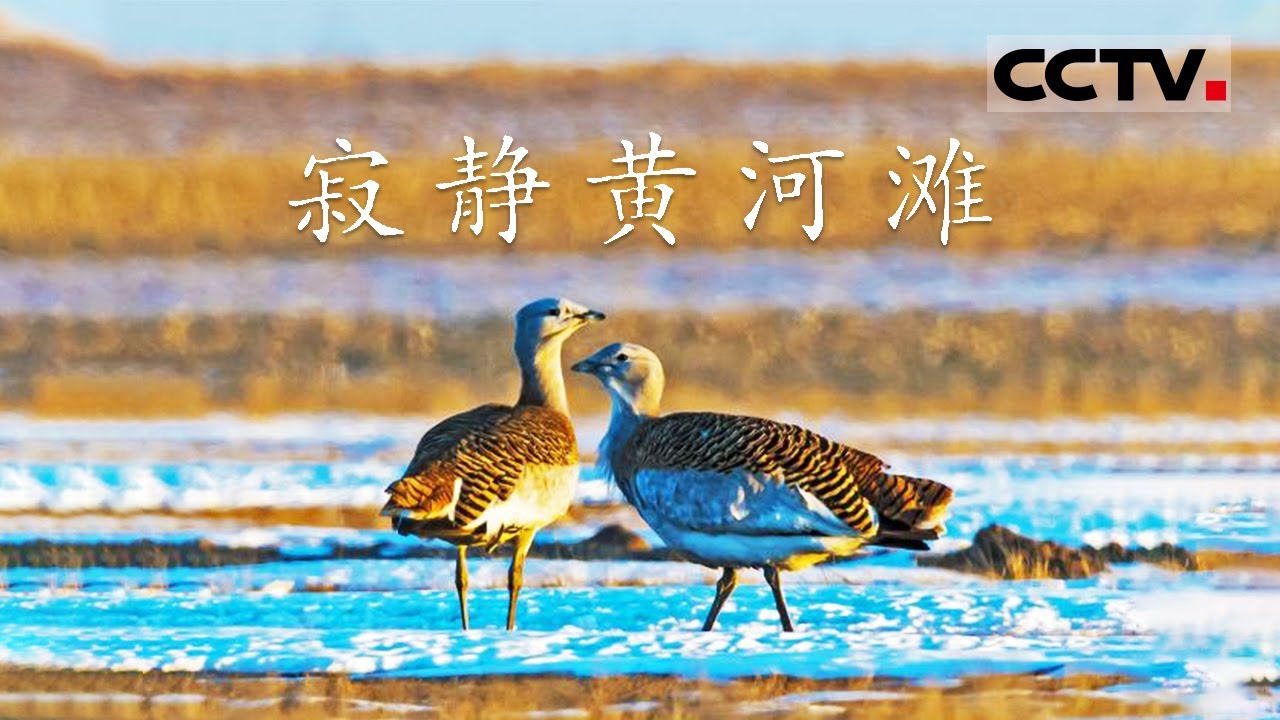 《寂静黄河滩》国家一级鸟类大鸨面临着种种生存危机 农民志愿者的保护之路也变得异常坎坷【CCTV纪录】