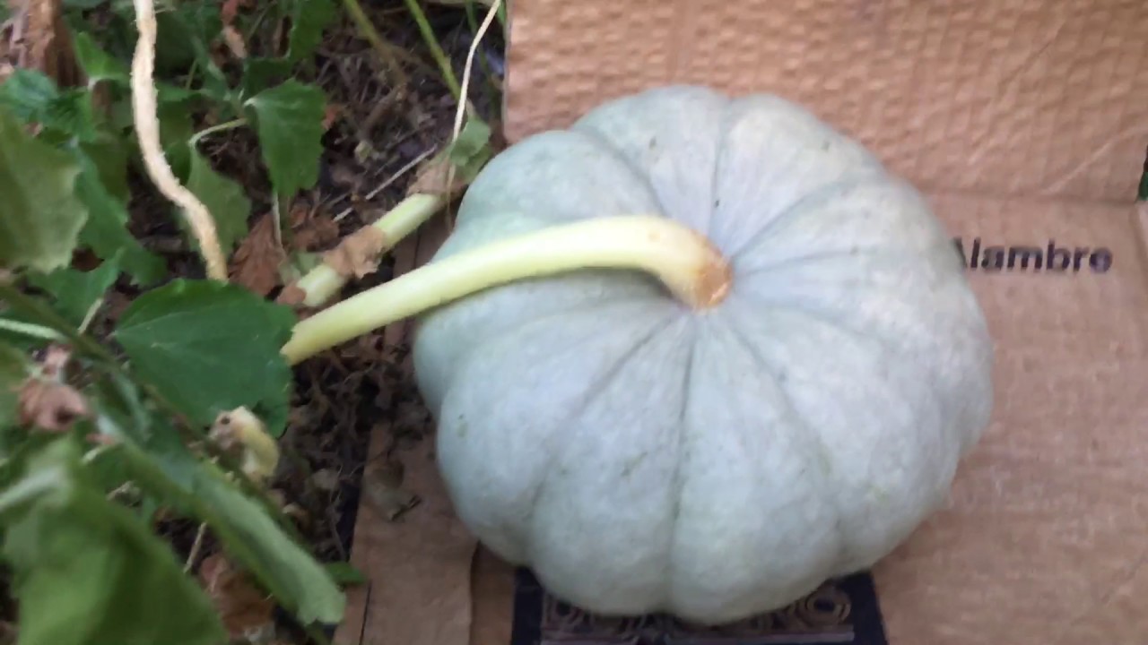 Cultivó de calabazas de Halloween 