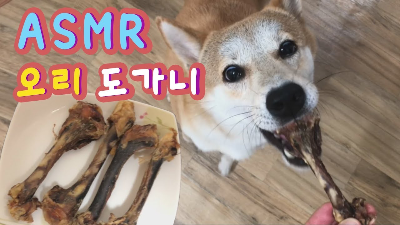 오리 도가니 강아지 먹방 ASMR /리얼사운드 간식 DOG