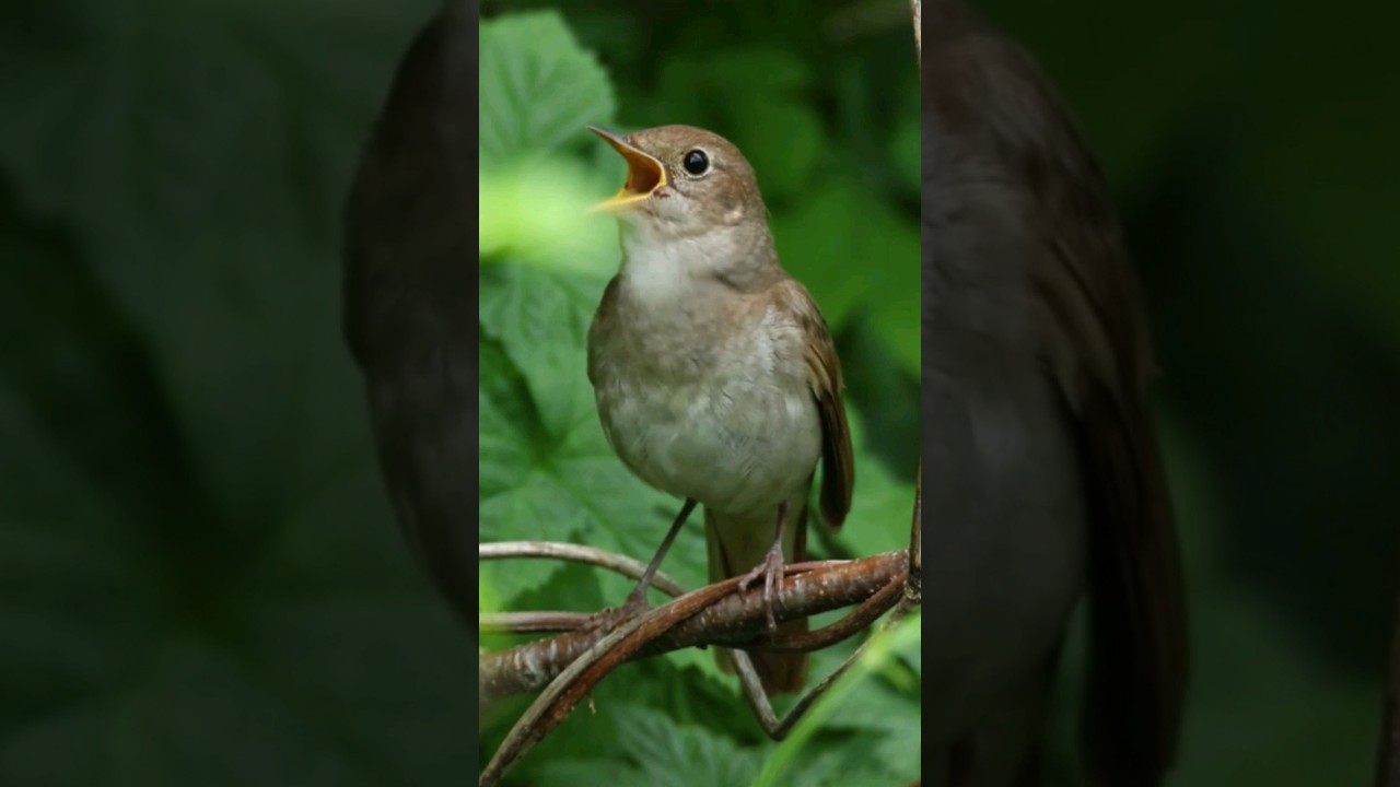 Compilation of Nightingale Sounds