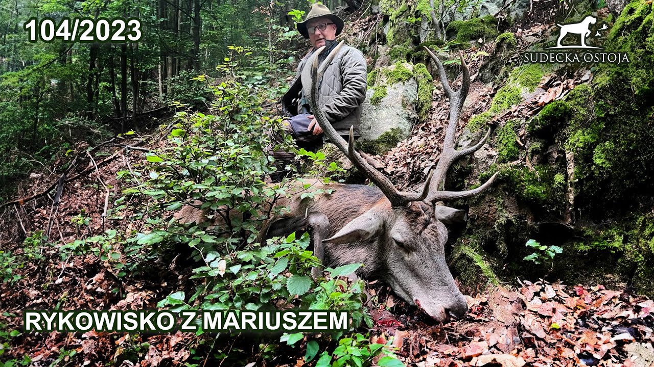 SUDECKA OSTOJA 104/2023 Rykowisko - Mariusz z bykiem na rozkładzie Deer hirsch Hunting Hunt