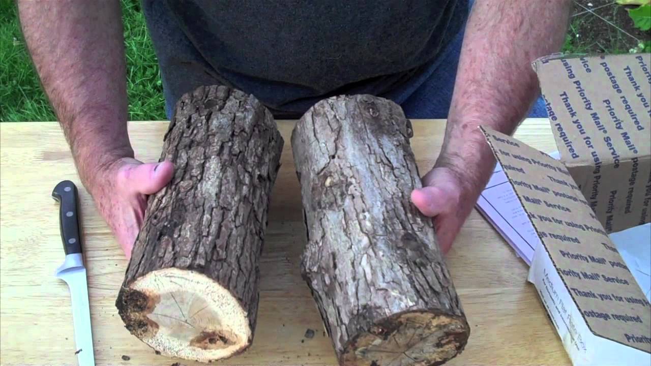 UNBOXING - SHIITAKE MUSHROOM LOG KIT