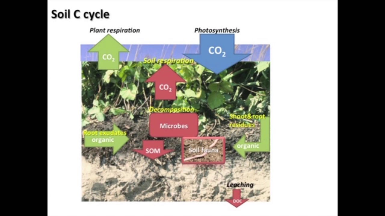 Speed Science: The Soil Carbon Cycle