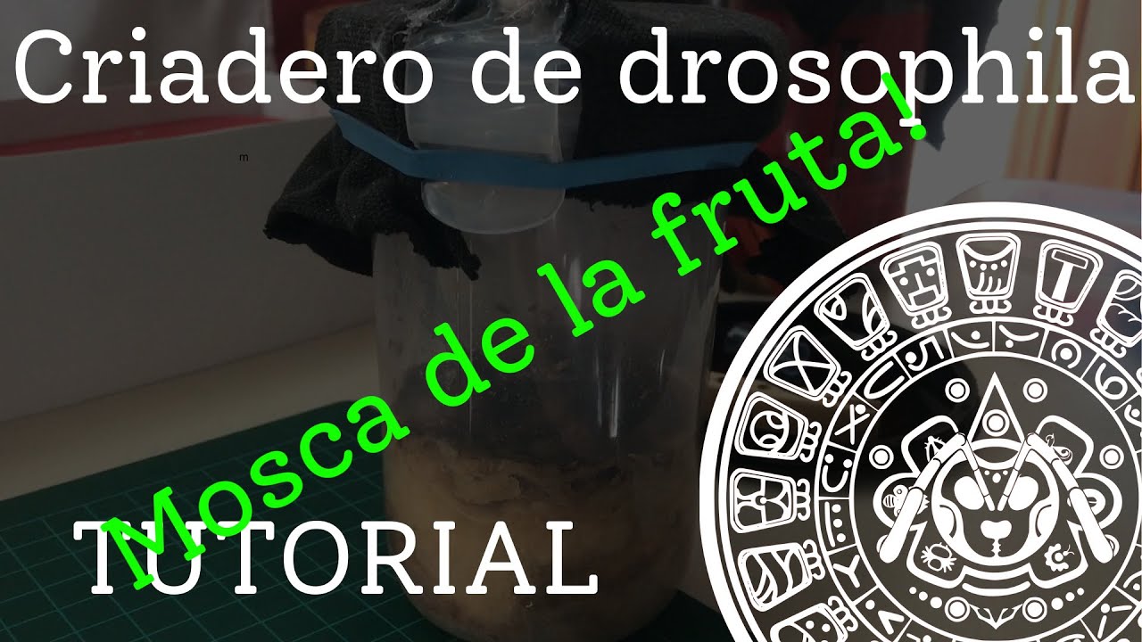 Tutorial - Criadero de mosca de la fruta