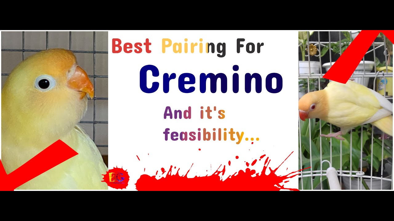 How to Produce Cremino | Cheap Pairing High Results | Decino & Albino R.E | Birds Galaxy |