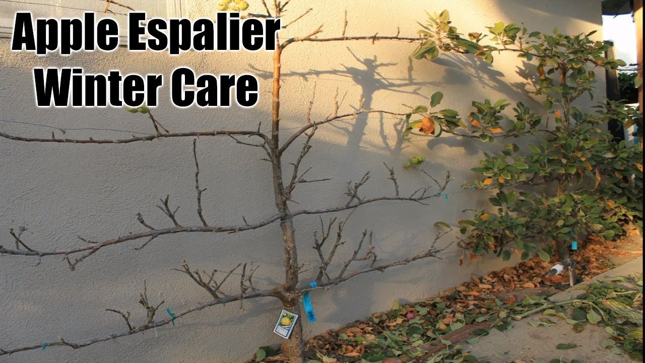 Apple Trees - Winter Pruning and Care