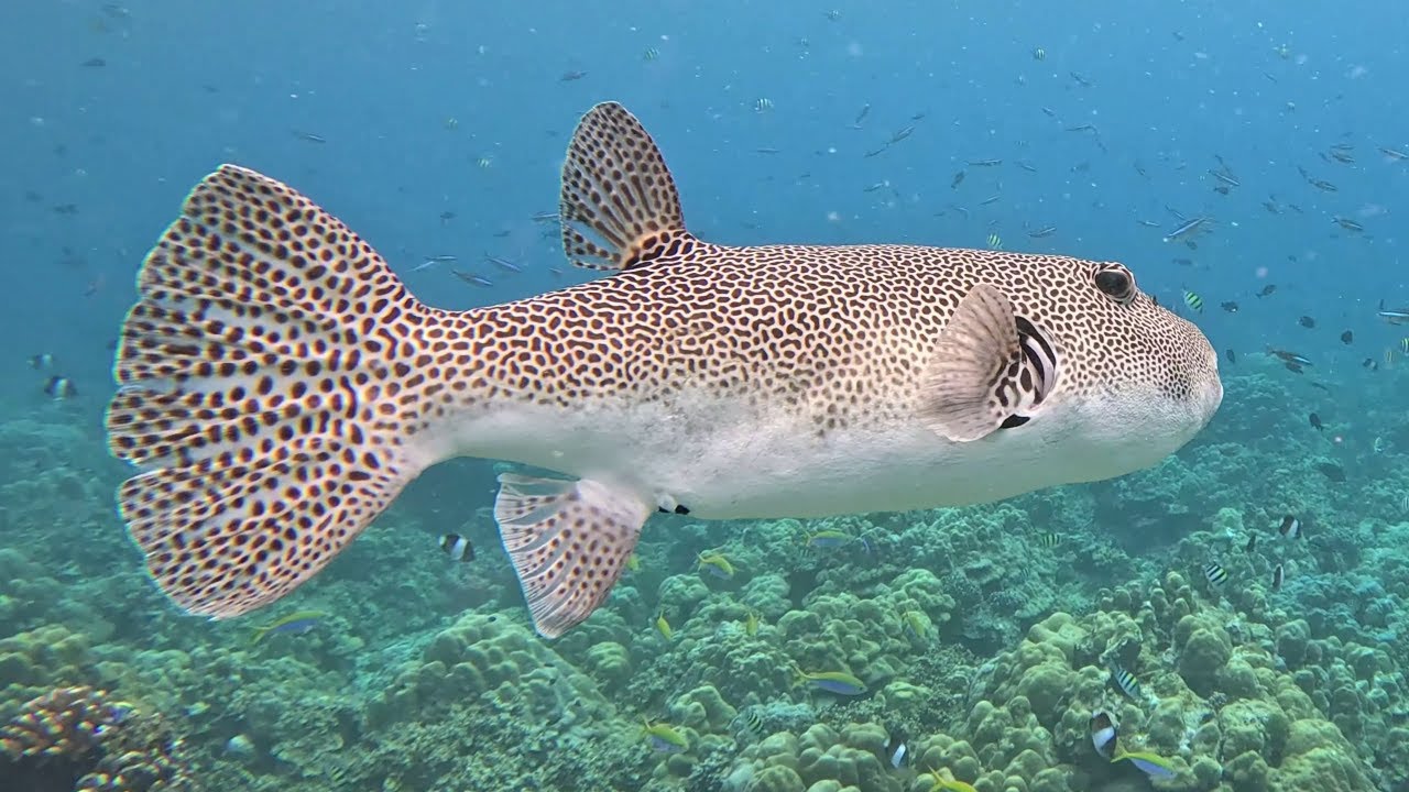 Snorkeling Sabang Island off Sumatra, Indonesia in 4K
