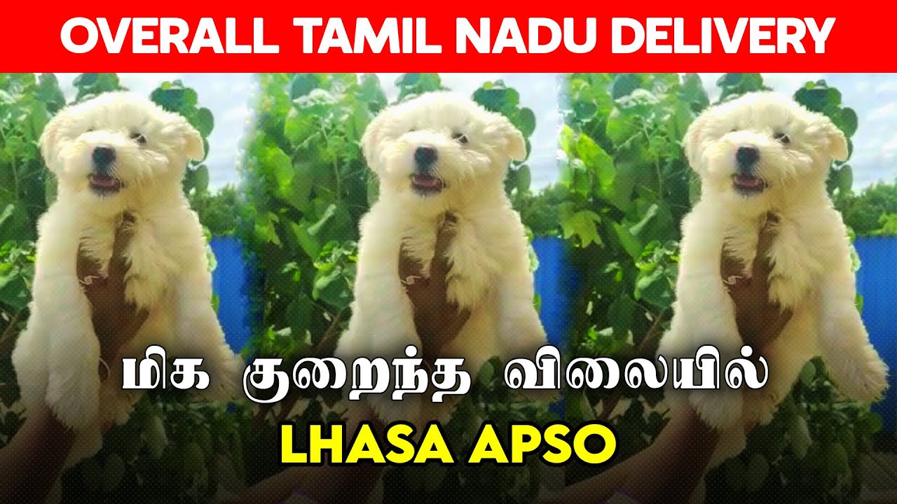 LOWEST PRICE LHASA APSO PUPPIES 2024 | CHENNAI DOG KENNEL | TAMIL DOGS FOR SALE | ROCKY PETS