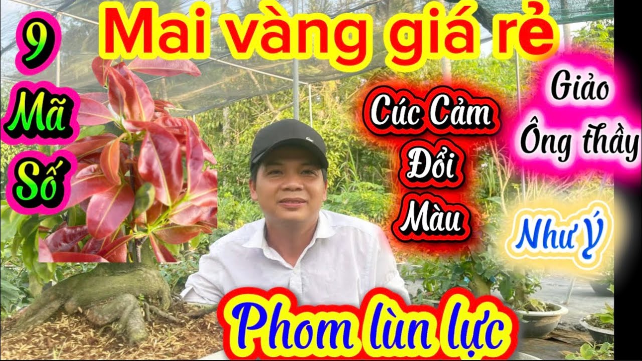 12-3-2026☎️0396.335.539👉A.Lượng🌲mai vàng giá rẻ báo 9 mã số cay to đế quá đẹp giảo ông thầy Như ý