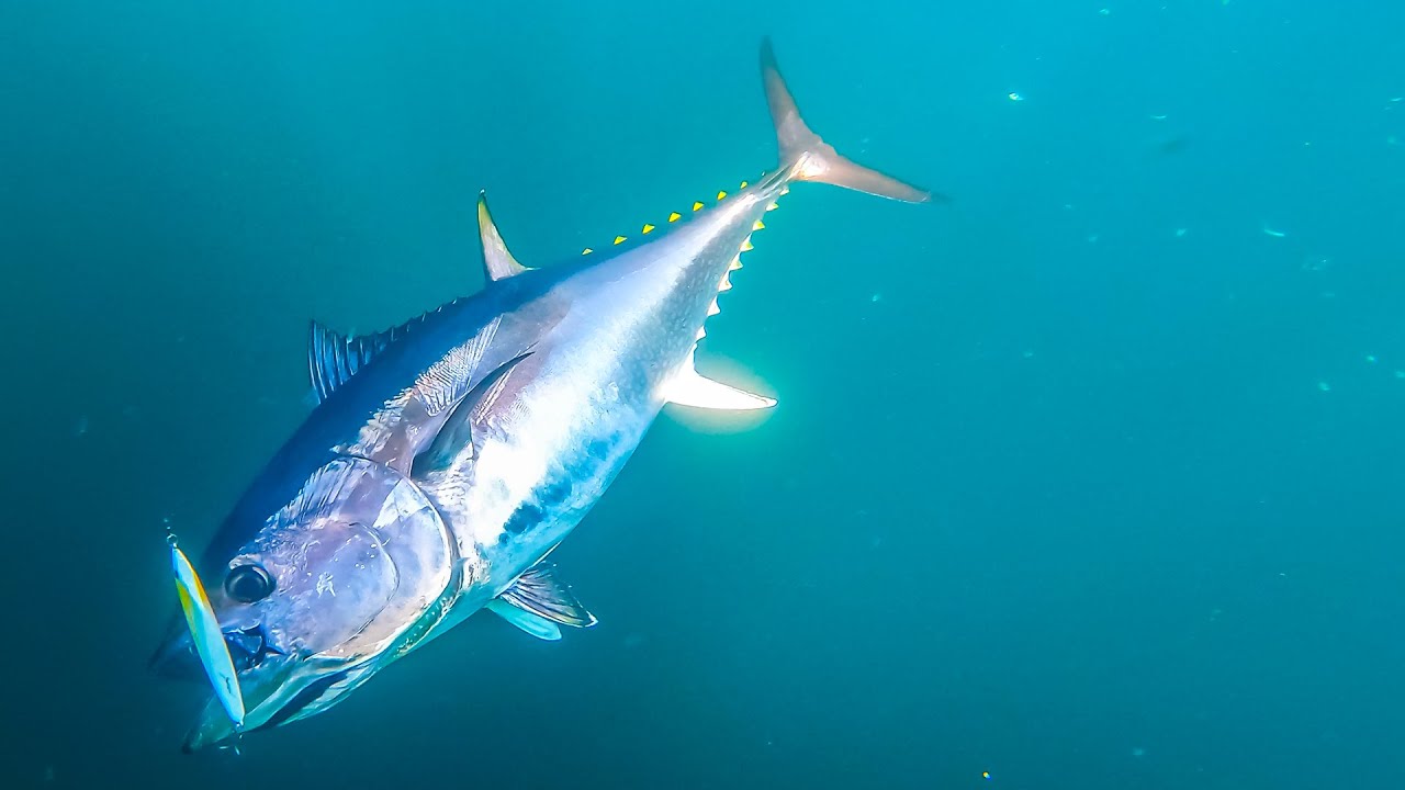 Fall Topwater Tuna Fishing | Bluefin on Butterfish