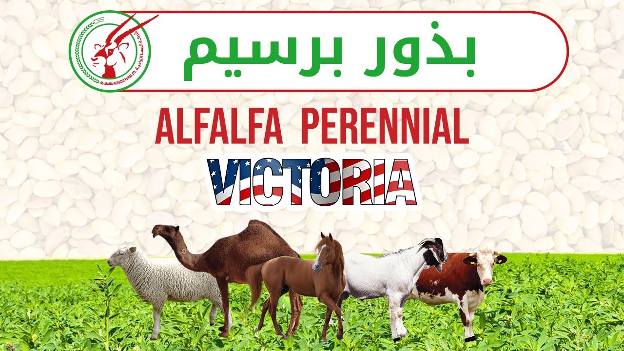 بذور برسيم عالية الجودة | أفضل خيار للزراعة والعلف الحيواني