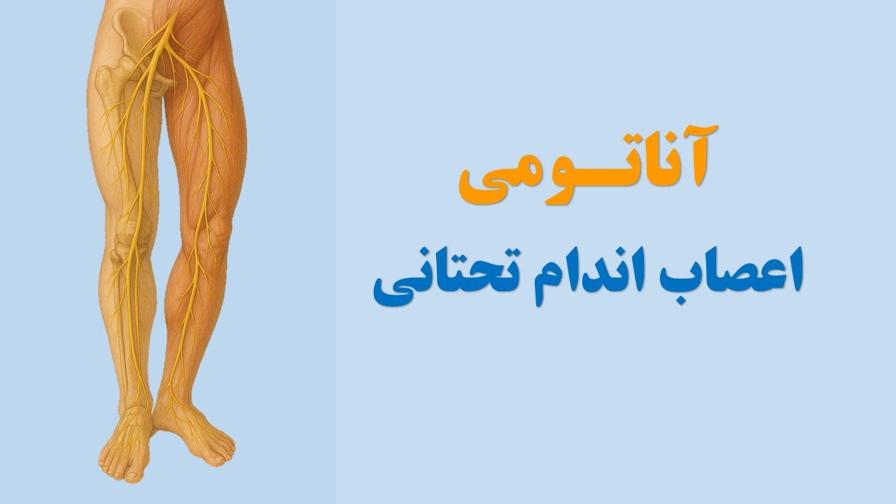 آناتومی اعصاب اندام تحتانی