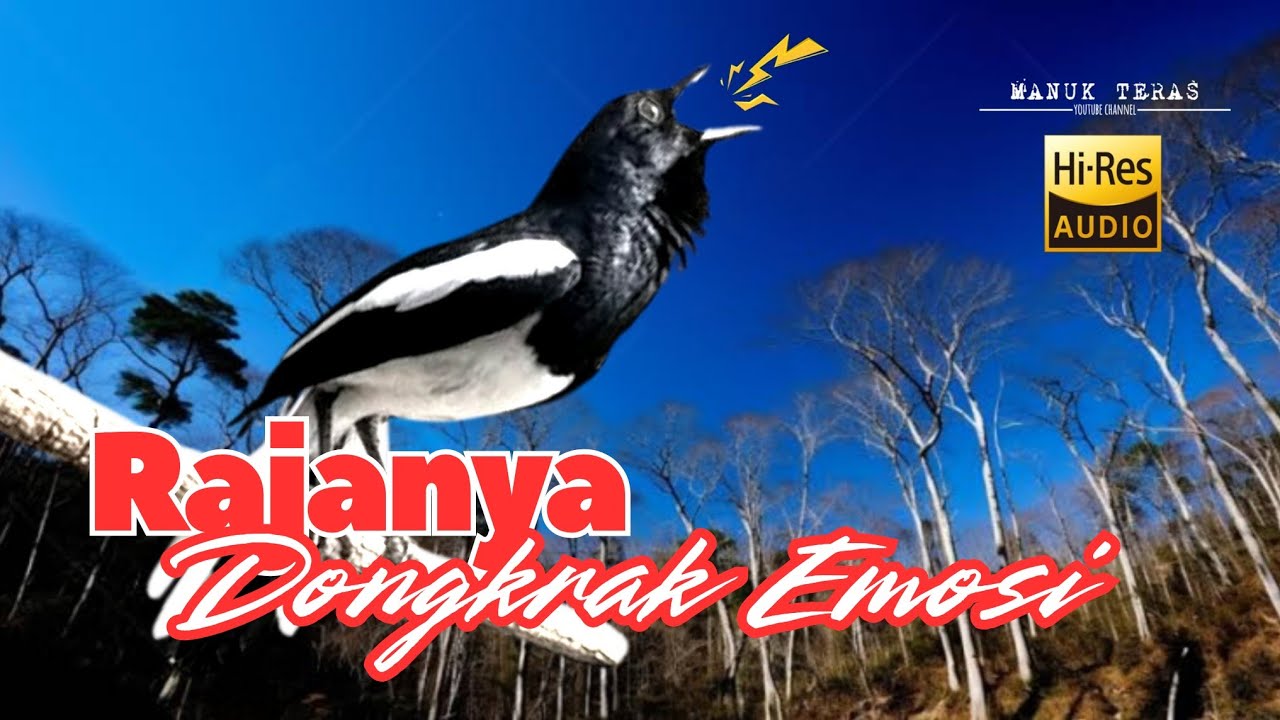 Pancingan Kacer Agar Emosi Langsung Buka Ekor 
