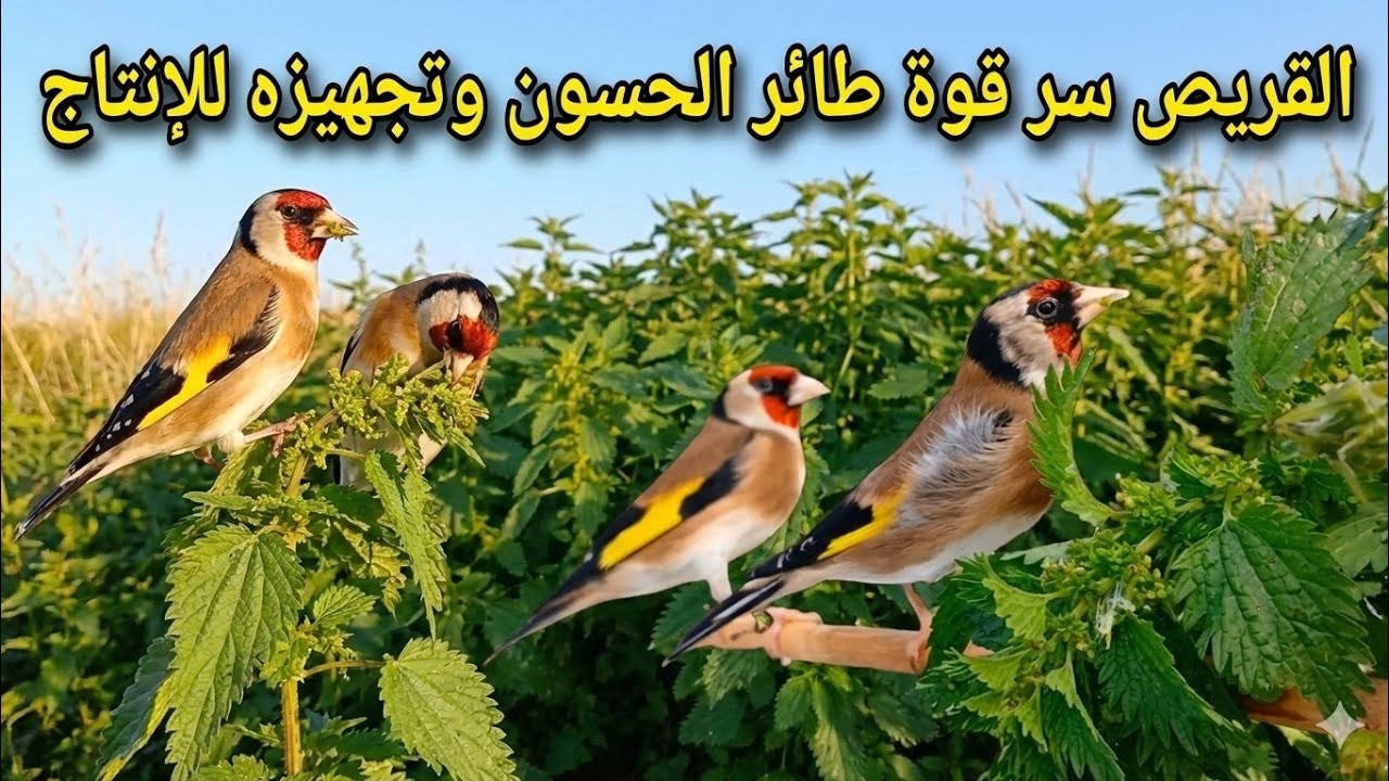 نبات الحريق المعجزة 🌿 كيف يجهز نبات القريص طائر الحسون🔥 للإنتاج والتزاوج داخل القفص🐣