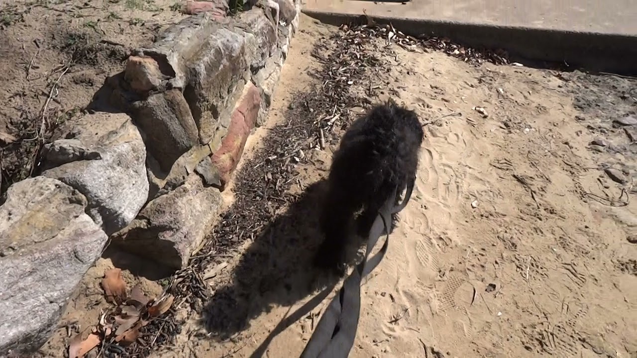Blaze Goes  Exploring and Sees Another Dog