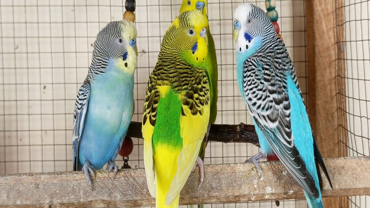 3 Hr Happy summer budgies songs for your budgies to sing along. Parakeet songs