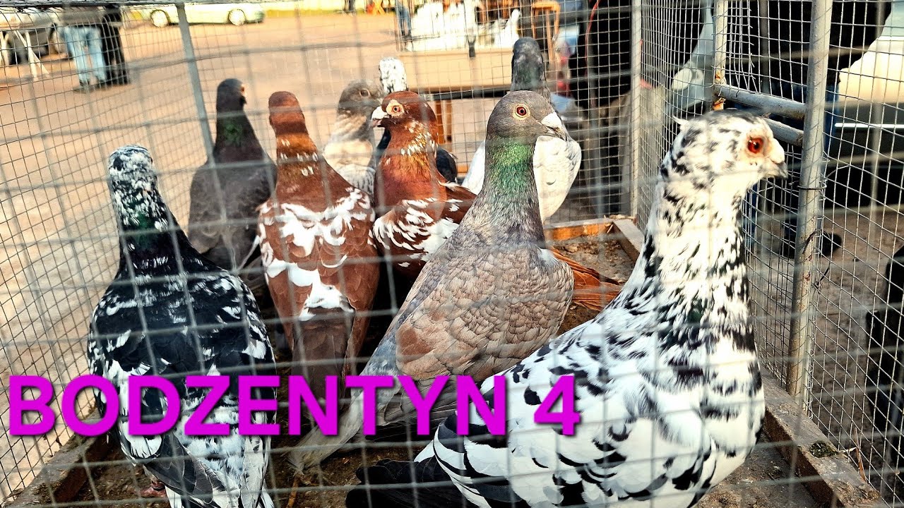TARG BODZENTYN 29.03.2026 Część 4 (gołębie)#pigeon #gołębie #birds. DUŻY WYB&Oacute;R. NISKIE CENY 