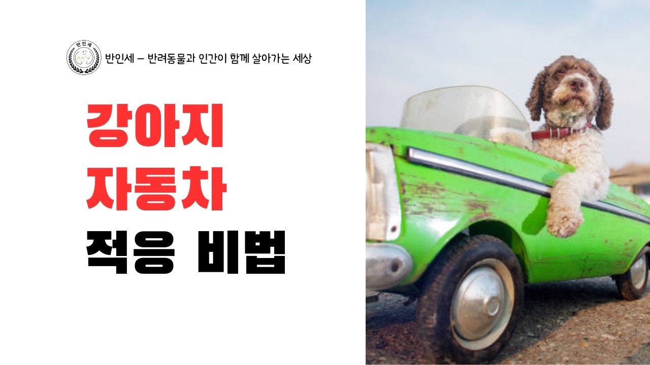 강아지 자동차 적응 비법 - 롱폼