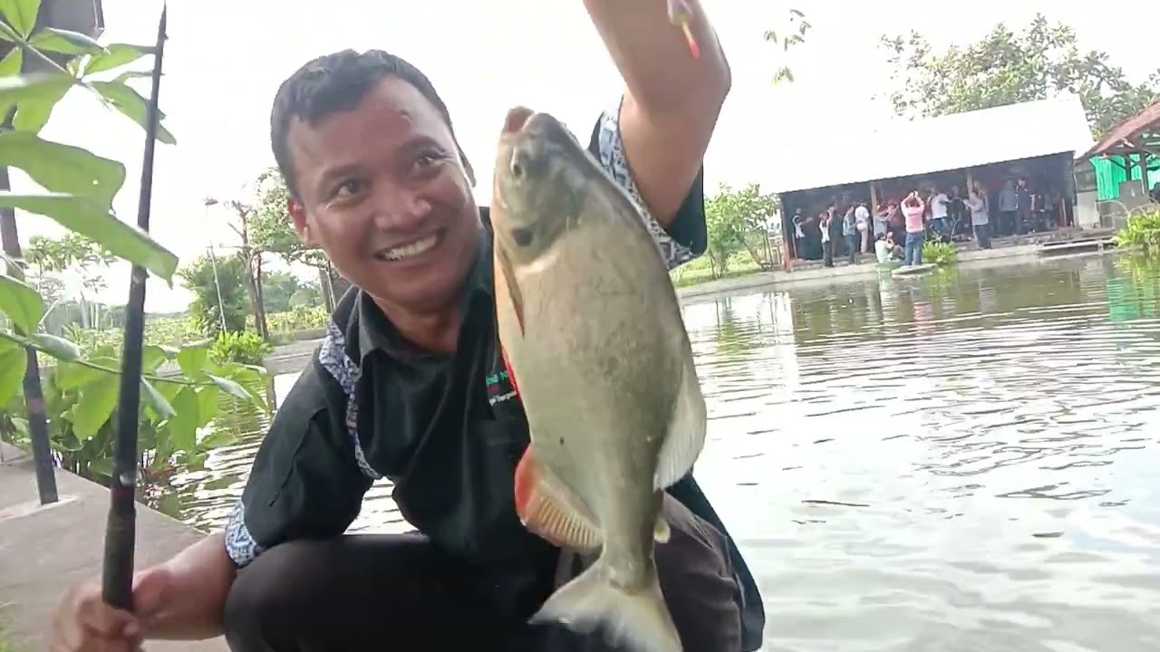 Umpan ampuh!! Rahasia mancing ikan bawal di kolam pemancingan bersama teman''