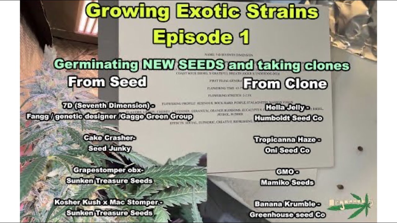 Growing Exotic Weed | Episode 1 | 7D, GMO, Cake Crasher, Grapestomper, Hella Jelly, Tropicana Haze