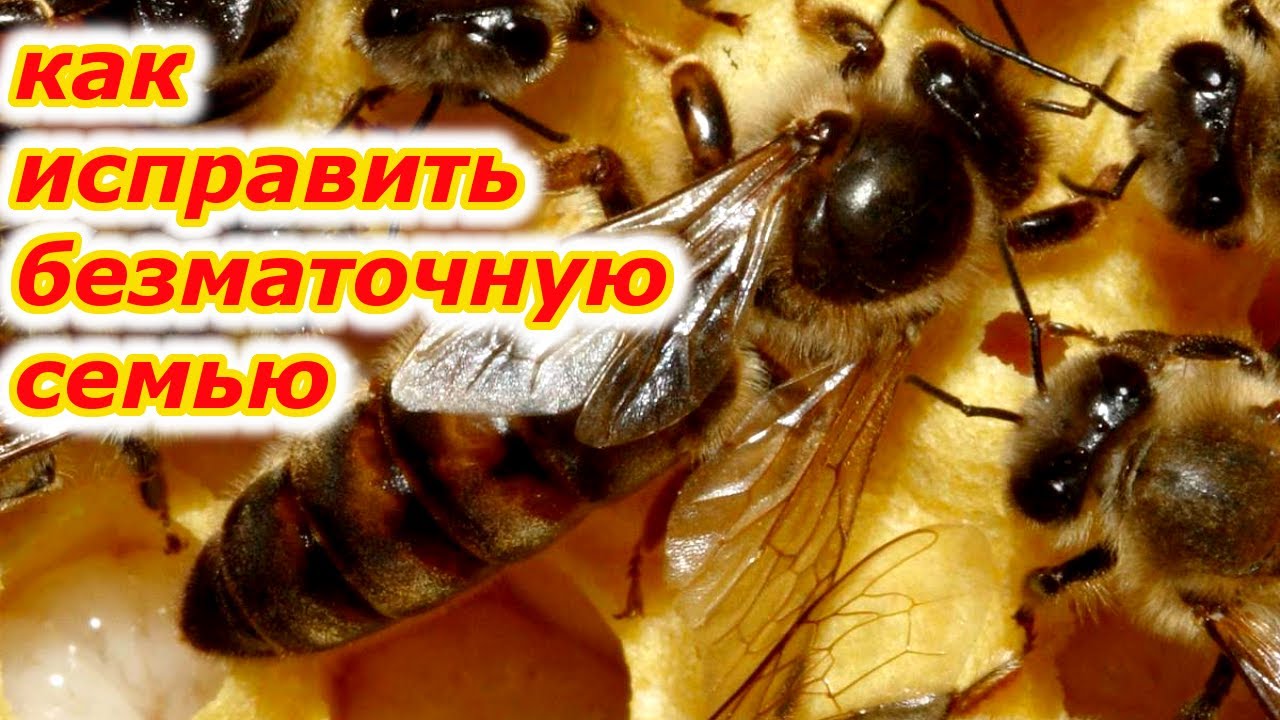 Как спасти пчелиную семью без матки за 10 минут?